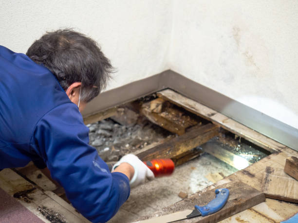 Best Residential Mold Remediation in St Johns, MI