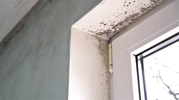 Best Mold Testing and Inspection Services in St Johns, MI