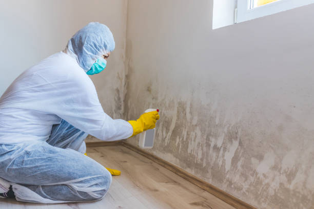 Best Emergency Mold Remediation in St Johns, MI