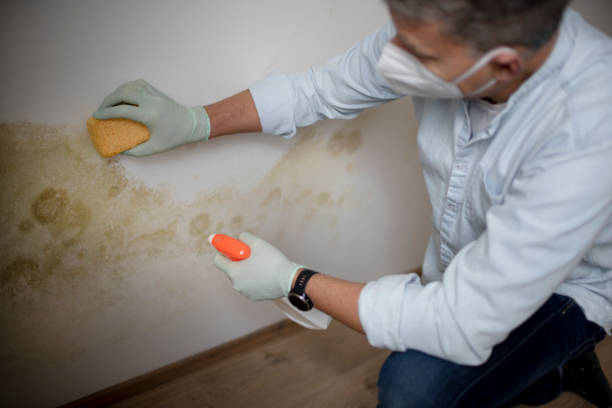 Best Crawl Space Mold Remediation in St Johns, MI