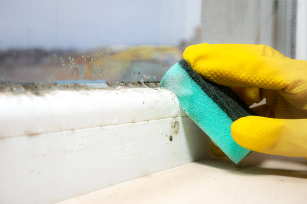 Best Mold Testing and Inspection Services in St Johns, MI
