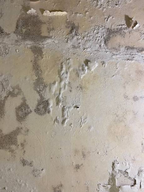 Best Post-Flood Mold Remediation in St Johns, MI
