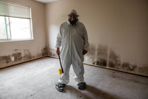 Professional Mold Remediation in St Johns, MI