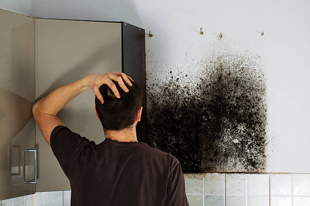 Best Bathroom Mold Remediation in St Johns, MI