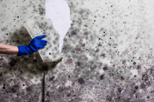 Best Black Mold Remediation in St Johns, MI
