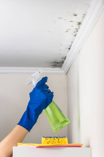 Best DIY Mold Remediation Support Services in St Johns, MI